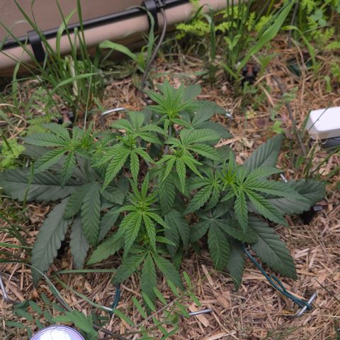 Zuminati #1 growlog timeline photo