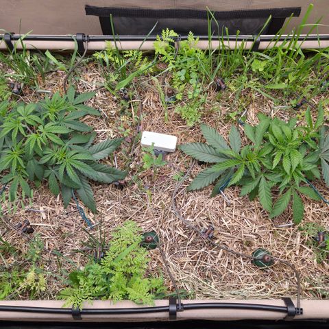 Zuminati #1 growlog timeline photo