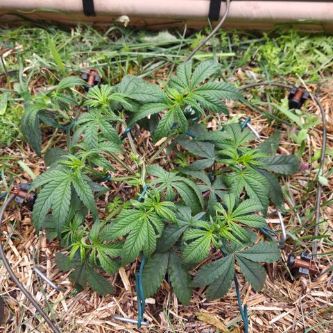 Zuminati #1 growlog timeline photo