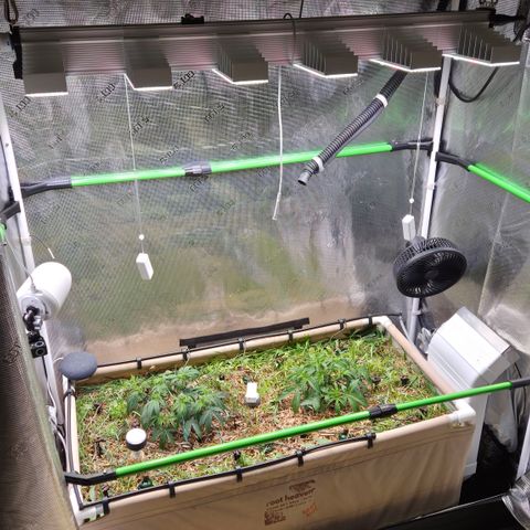 Zuminati #1 growlog timeline photo