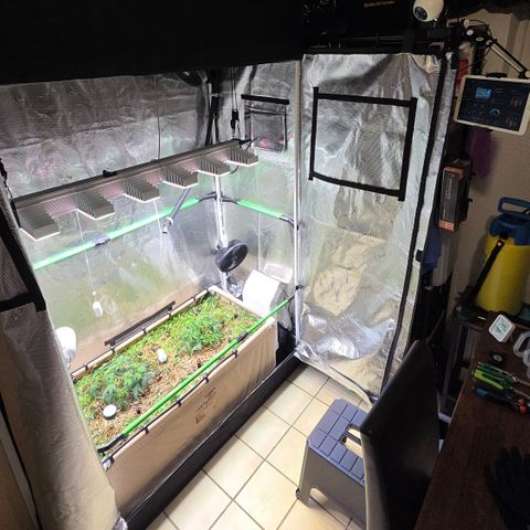 Zuminati #1 growlog timeline photo