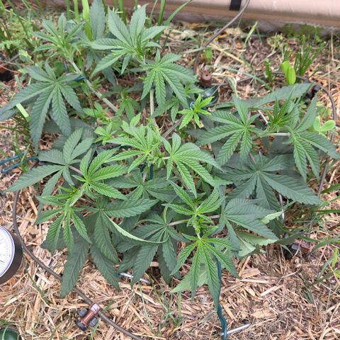 Zuminati #1 growlog timeline photo