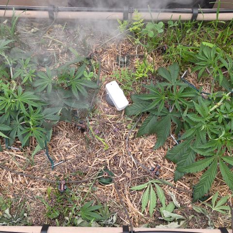 Zuminati #1 growlog timeline photo