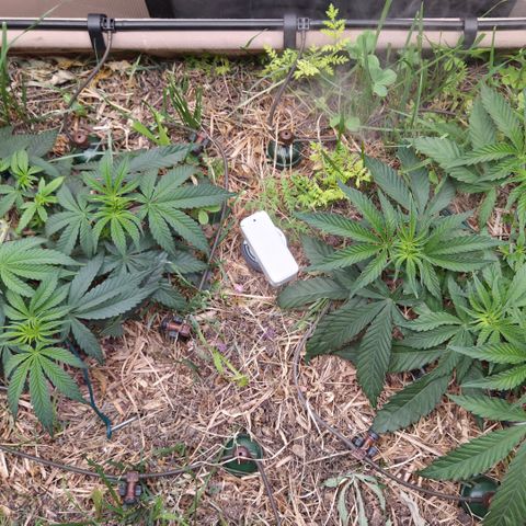 Zuminati #1 growlog timeline photo
