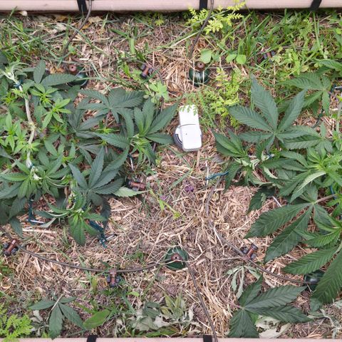 Zuminati #1 growlog timeline photo