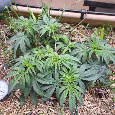 Zuminati #1 growlog timeline photo