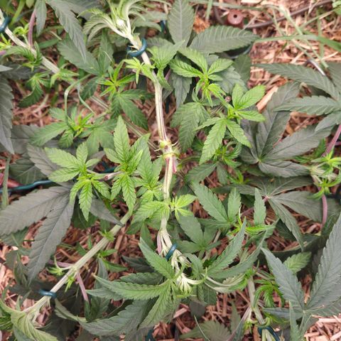 Zuminati #1 growlog timeline photo