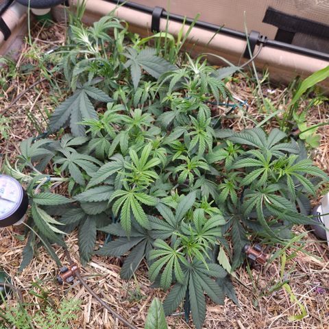 Zuminati #1 growlog timeline photo