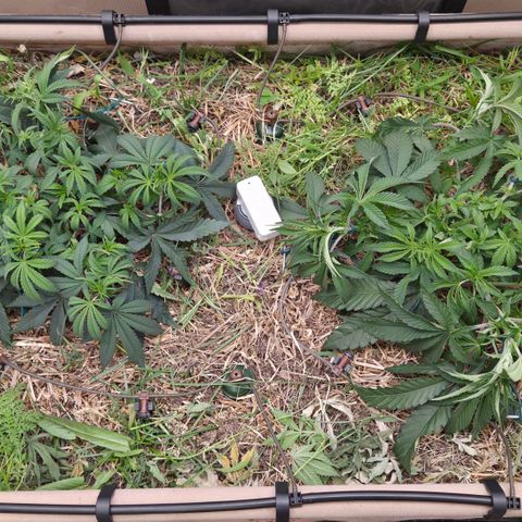 Zuminati #1 growlog timeline photo