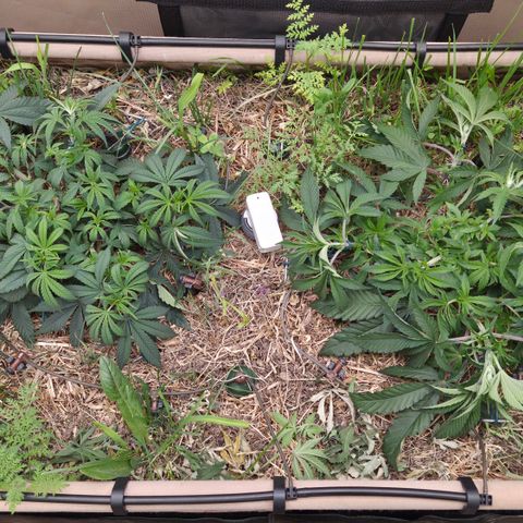 Zuminati #1 growlog timeline photo