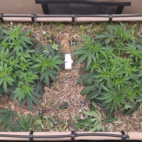 Zuminati #1 growlog timeline photo