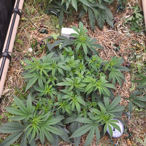 Zuminati #1 growlog timeline photo