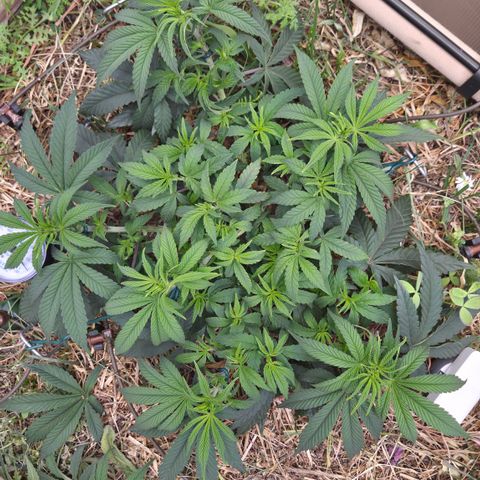 Zuminati #1 growlog timeline photo