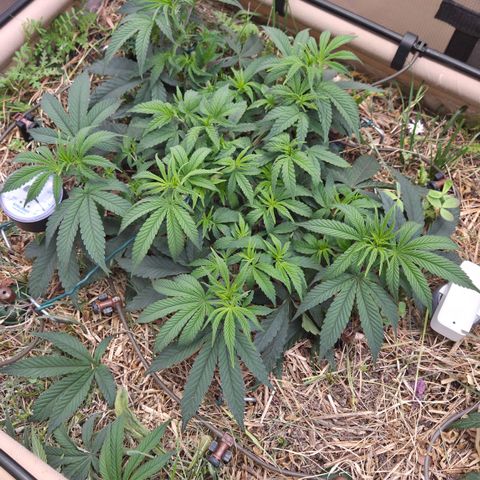 Zuminati #1 growlog timeline photo