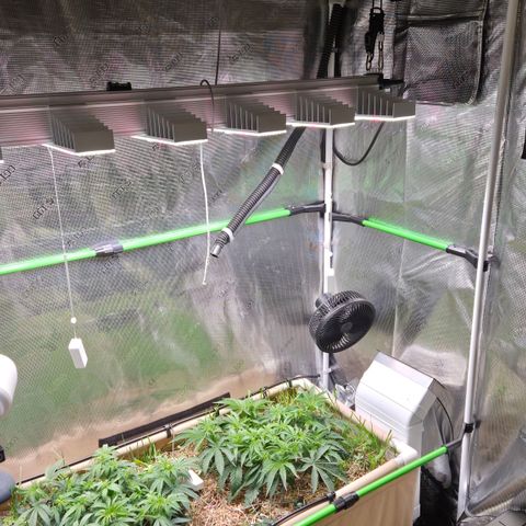 Zuminati #1 growlog timeline photo