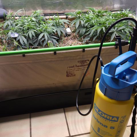 Zuminati #1 growlog timeline photo
