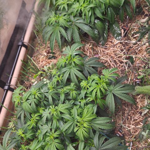 Zuminati #1 growlog timeline photo