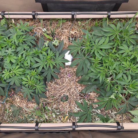 Zuminati #1 growlog timeline photo