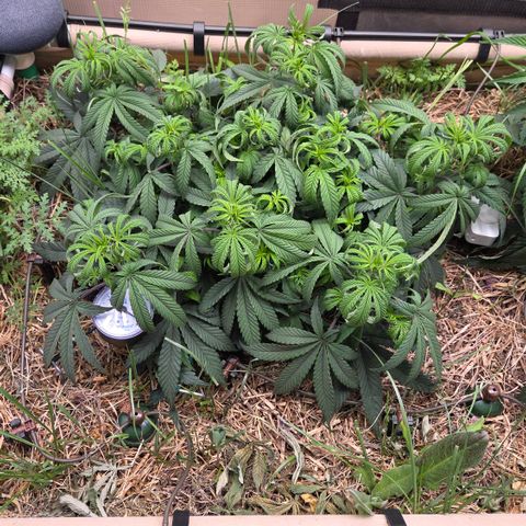Zuminati #1 growlog timeline photo