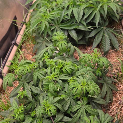 Zuminati #1 growlog timeline photo