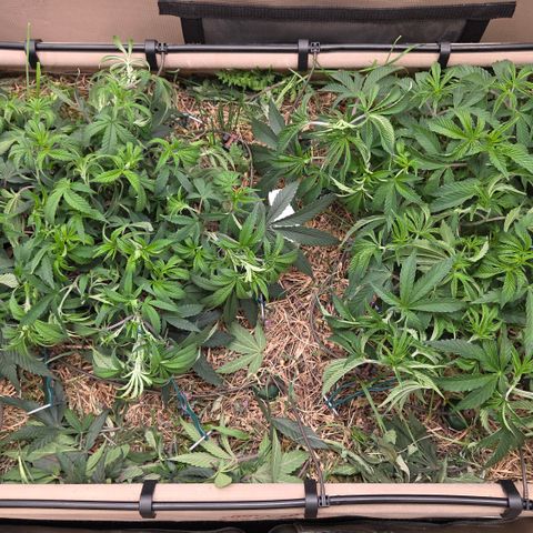 Zuminati #1 growlog timeline photo