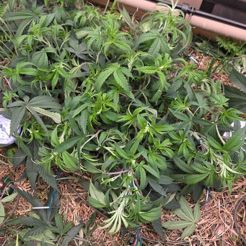 Zuminati #1 growlog timeline photo