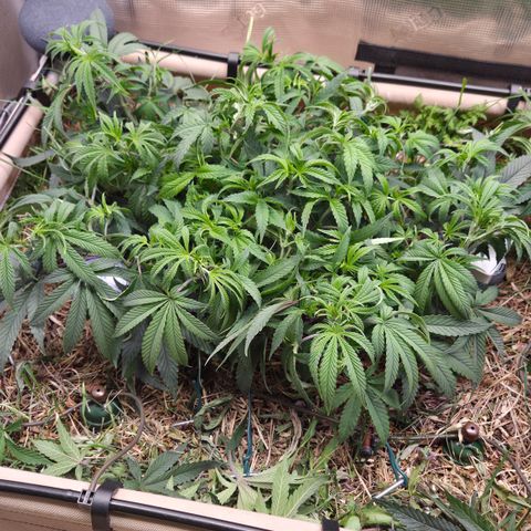 Zuminati #1 growlog timeline photo