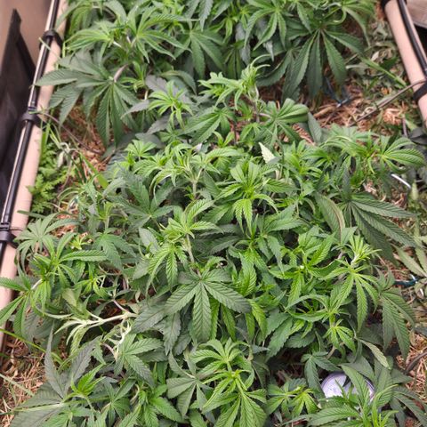 Zuminati #1 growlog timeline photo
