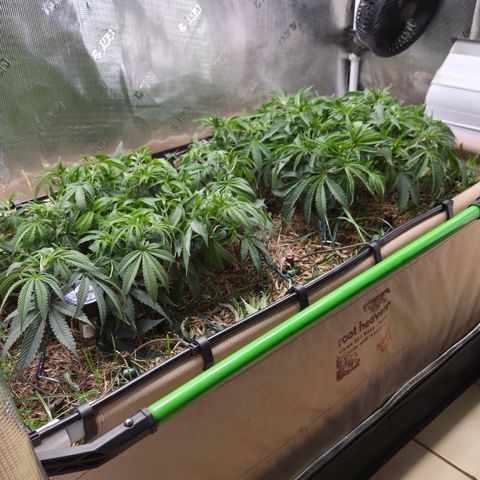 Zuminati #1 growlog timeline photo