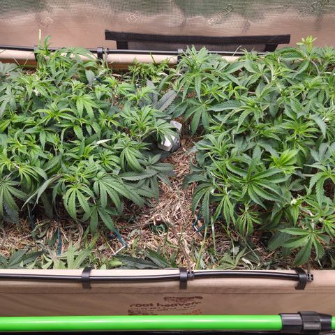 Zuminati #1 growlog timeline photo