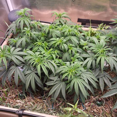 Zuminati #1 growlog timeline photo