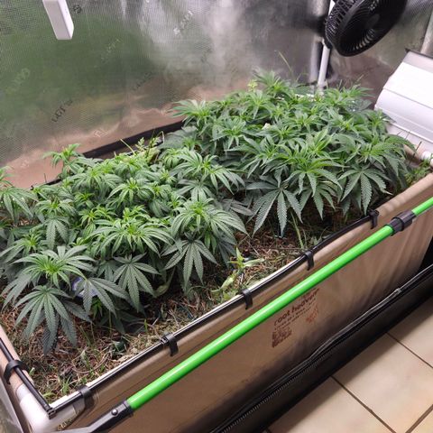 Zuminati #1 growlog timeline photo