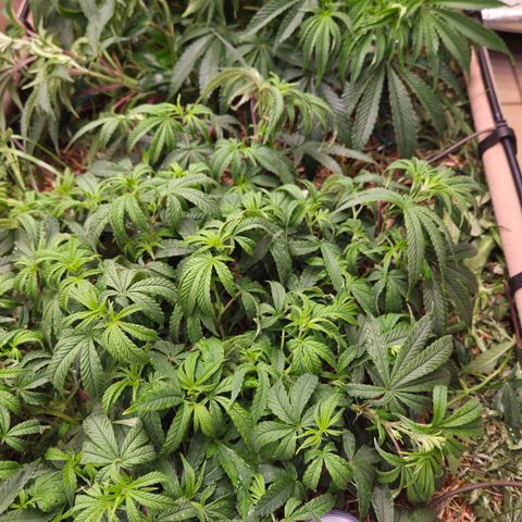 Zuminati #1 growlog timeline photo