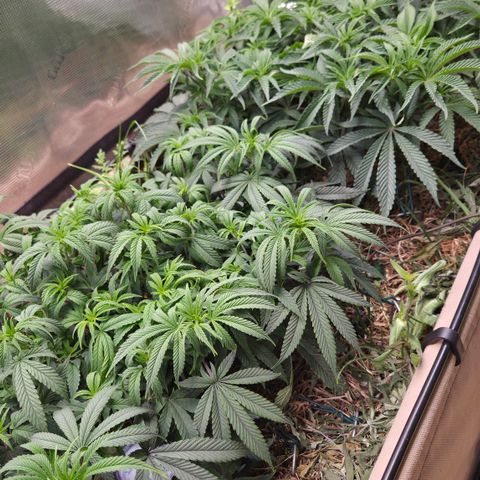 Zuminati #1 growlog timeline photo