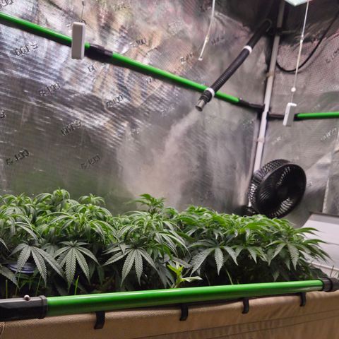 Zuminati #1 growlog timeline photo