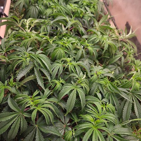 Zuminati #1 growlog timeline photo