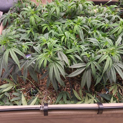 Zuminati #1 growlog timeline photo