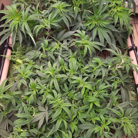 Zuminati #1 growlog timeline photo