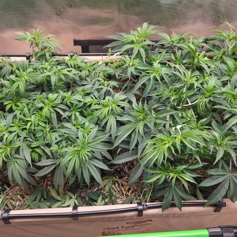 Zuminati #1 growlog timeline photo