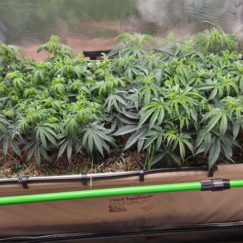 Zuminati #1 growlog timeline photo