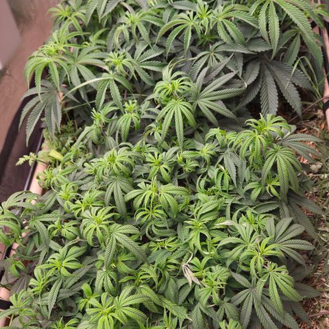Zuminati #1 growlog timeline photo