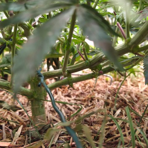 Zuminati #1 growlog timeline photo