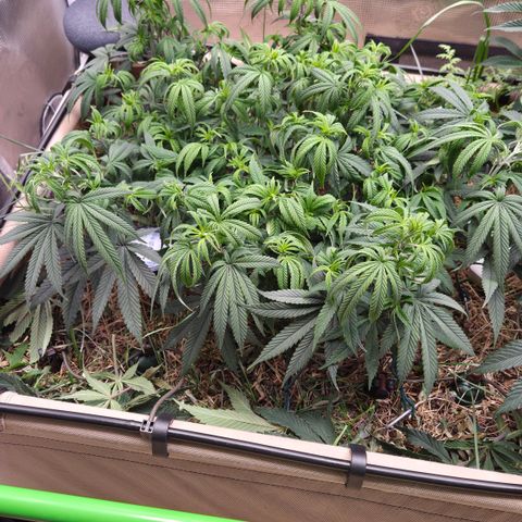 Zuminati #1 growlog timeline photo