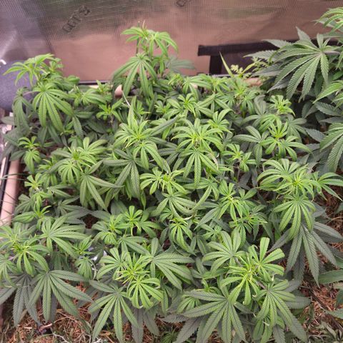 Zuminati #1 growlog timeline photo