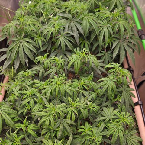 Zuminati #1 growlog timeline photo