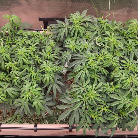 Zuminati #1 growlog timeline photo