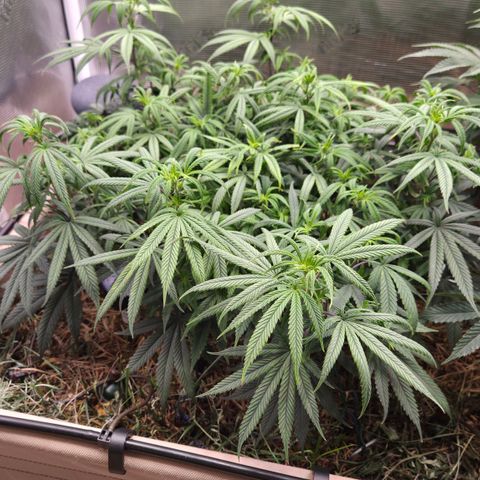 Zuminati #1 growlog timeline photo