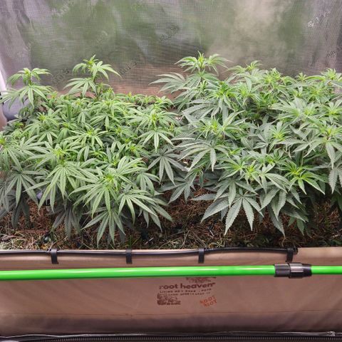 Zuminati #1 growlog timeline photo
