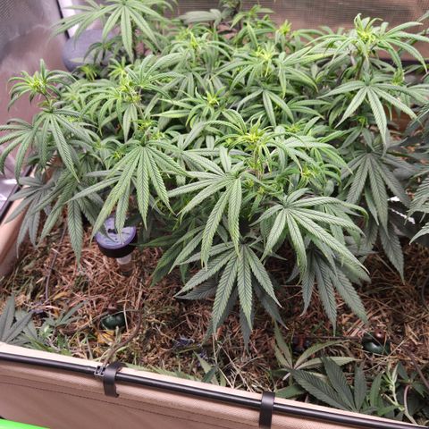 Zuminati #1 growlog timeline photo