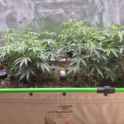 Zuminati #1 growlog timeline photo